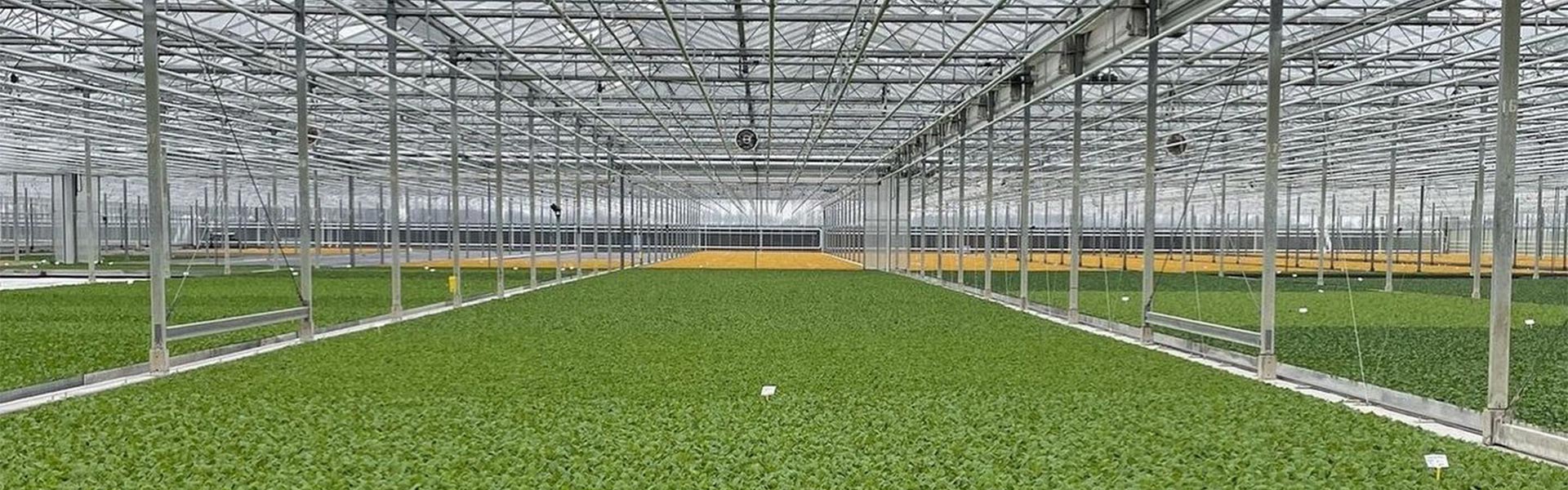 Omsnoeringsmachine cruciaal belang vervoer koolplanten | Reisopack Nederland